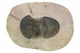 Paralejurus Trilobite Fossil - Foum Zguid, Morocco #225840-2
